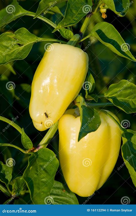 Yellow bell peppers stock photo. Image of pepper, cultivate - 16112294