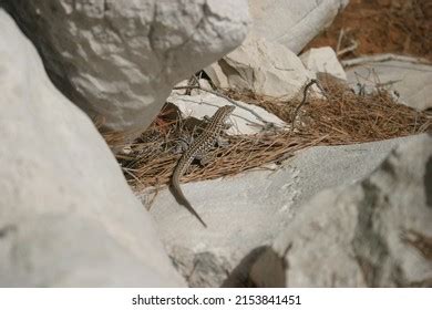 626 Italian wall lizard Images, Stock Photos & Vectors | Shutterstock