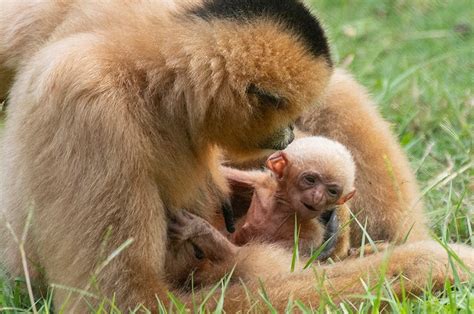 Baby white-cheeked gibbon makes debut at zoo miami | Featured#