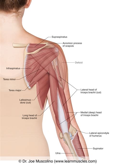 triceps brachii posterior view - christinemulenga