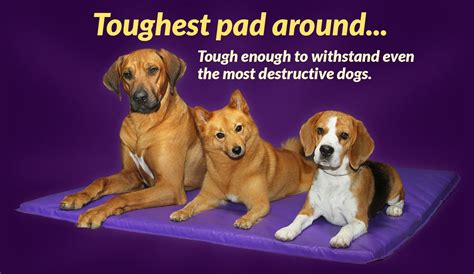 Primo Pads - Indestructible dog bedding for destructive dogs | Indestructable dog bed, Dogs ...