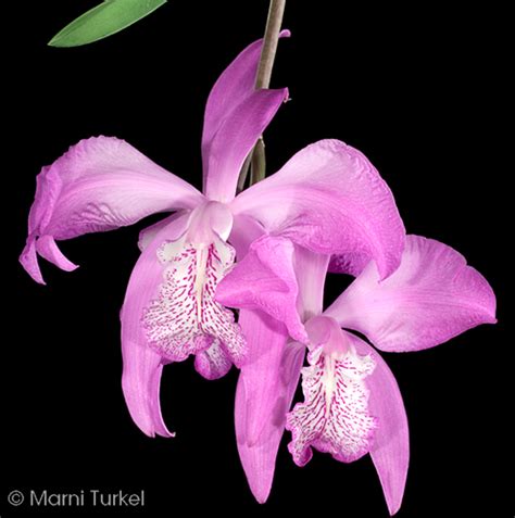 Laelia speciosa