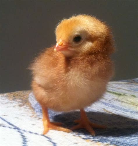 AMERICAN BUCKEYE CLUB: Buckeye Hatching Eggs & Buckeye Chicks