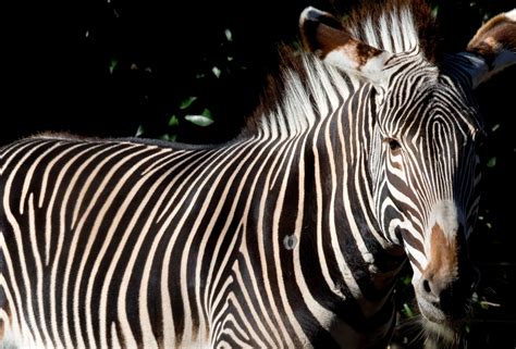 National Zoo officials say zebra attack was the result of human error ...