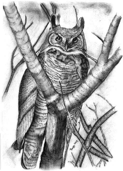 Owl In A Tree Drawing at PaintingValley.com | Explore collection of Owl In A Tree Drawing