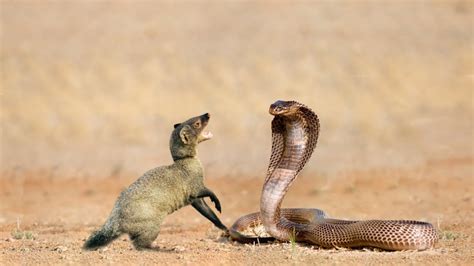 Indian King Cobra Vs Mongoose