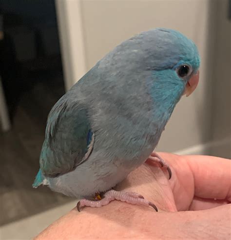 Parrotlet Blue Female | ubicaciondepersonas.cdmx.gob.mx