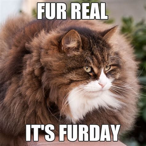 Happy Friday Cat Meme