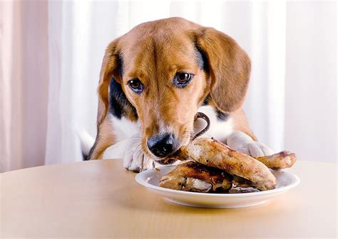 Can Dogs Eat Chicken Bacon