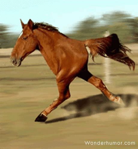 Running Half Horse GIF – Running Half Horse Half Body – discover and ...