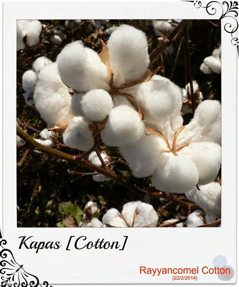 Rayyancomel Cotton: Pokok Kapas