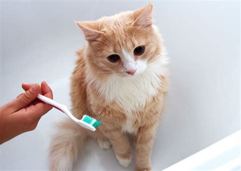 The Most Common Cat Dental Problems | Dallas Vets