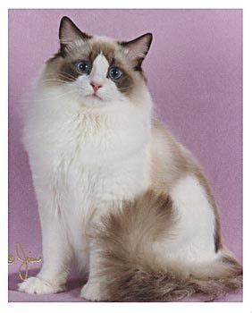 large mainecoon cats ny: Chocolate Bicolor Ragdoll