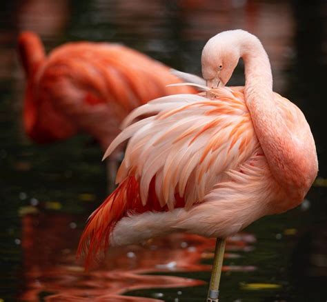 Flamingo Feather | Flamingo, Feather, Animals