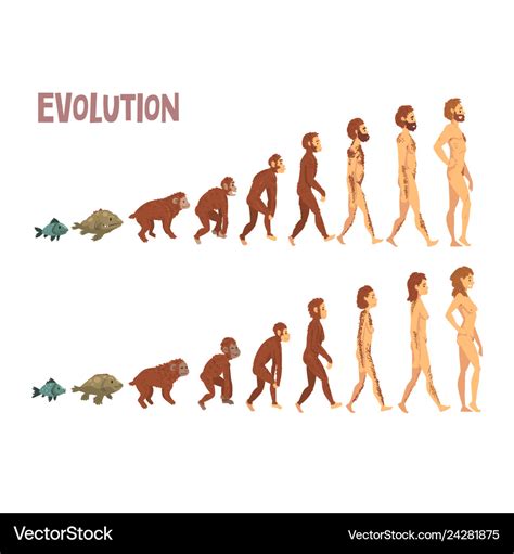 Biology human evolution stages evolutionary Vector Image