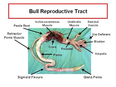 MOOMOO DAIRIES: Reproductive System