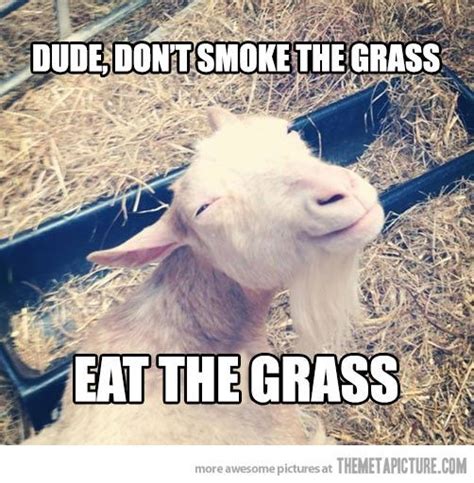 funny-goat-eating-grass | Goats funny, Funny animals, Goats