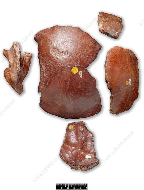 Piltdown Man skull fragments - Stock Image - C010/8011 - Science Photo ...