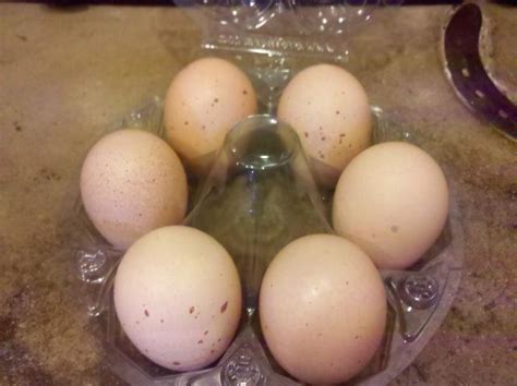 Barred Rock Eggs | BackYard Chickens
