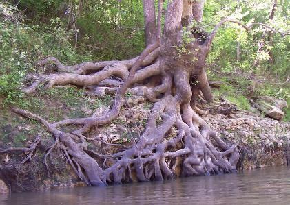 Sycamore Tree: Photos, Pictures, Images, Facts on Platanus occidentalis ...