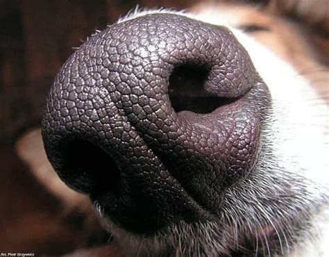 Dog Facts | Things You Should Know About Your Dog