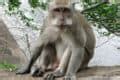 Crab-Eating Macaque (Macaca Fascicularis) | AZAnimals.com