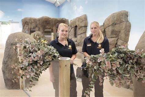 Koalas of Longleat: Six marsupials making history by being flown 10,000 miles to England safari ...