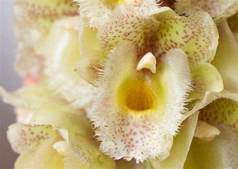 Catasetum Orchids: Care and Growing Guide