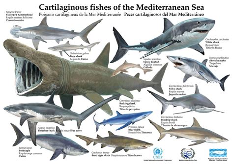 Les requins | Especies de tiburones, Peces de mar, Tipos de tiburones