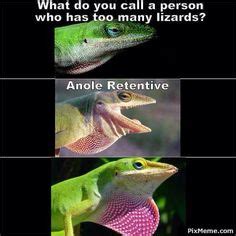 Anole joke @roolet @dccrbusse Terrarium Reptile, Les Reptiles, Busse, Aminals, Funny Cartoons ...