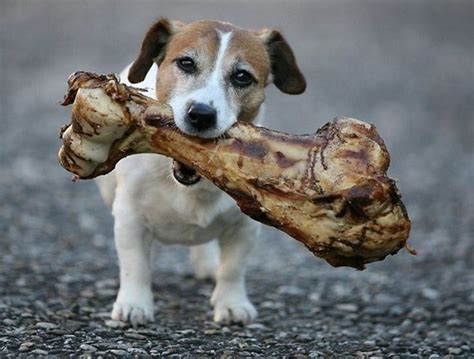 12 Reasons Why Jack Russells Are The Worst Breed EVER