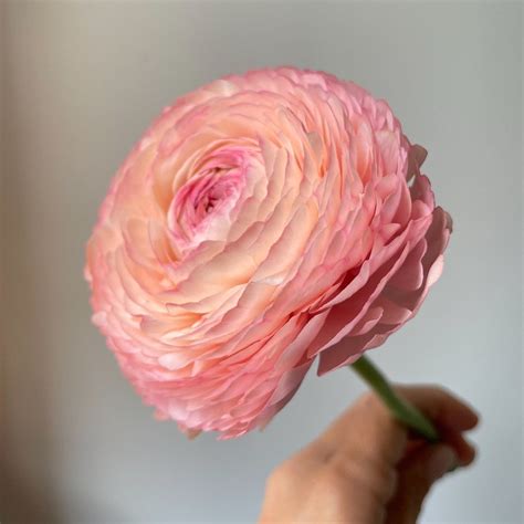 In Season: Ranunculus | Florists' Review