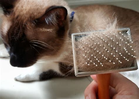 Why Do Cats Have Whiskers? And Answers to 50 Other Kitten Questions ...