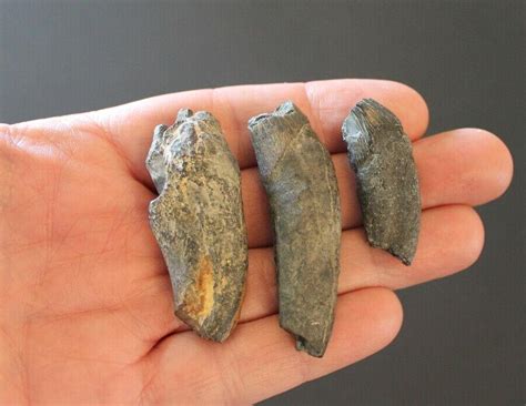 Fossil Squalodon teeth tooth Miocene Whale Maryland | #2005907579