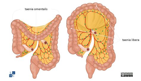 Leiden - Web Page Characteristics of the colon | AnatomyTOOL