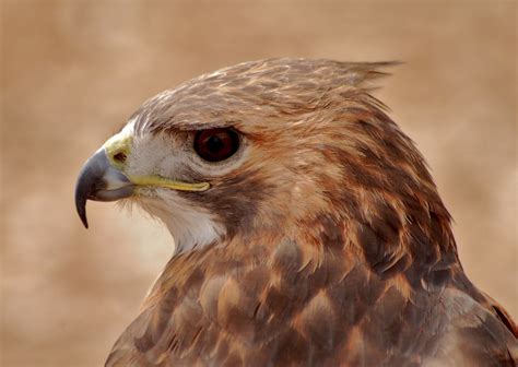 Free Images : nature, wing, wildlife, beak, natural, eagle, brown, predator, hawk, fauna, raptor ...