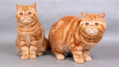 9 Facts About Exotic Shorthair Cats