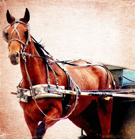 Buggy Horse Photograph by Cassie Peters | Fine Art America