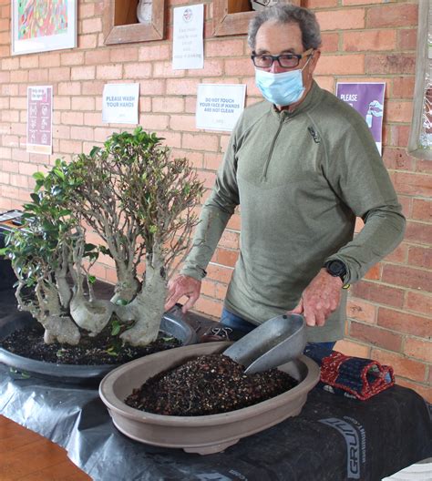 Ficus Bonsai Care Guideline Placement — Bonsai Society of Victoria