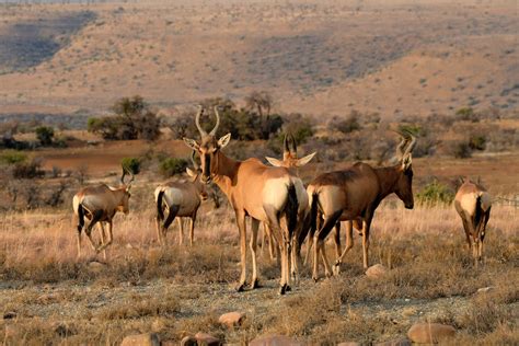 Antelopes Grazing · Free Stock Photo