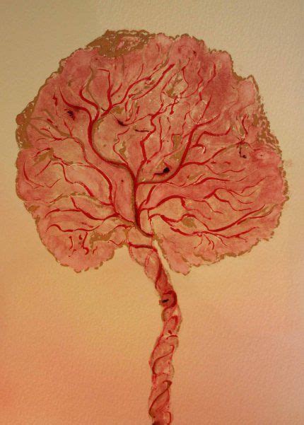 placenta tree of life | Placenta art, Birth art, Placenta