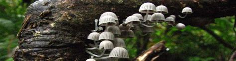 Fungi | Wet Tropics Management Authority