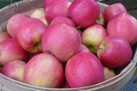 pink lady apples (3) | Recipes from Nash's Organic Produce