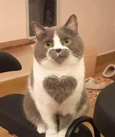 Cat with three hearts! Animals And Pets, Funny Animals, Cute Animals ...