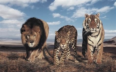 The largest wild cats – Top 10 | DinoAnimals.com