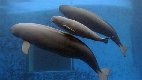 Dolphins and Porpoises: They're Different! | HowStuffWorks