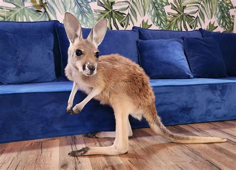 Riley - Female Baby Red Kangaroo PRICE $9500 | Janda Exotics Ranch