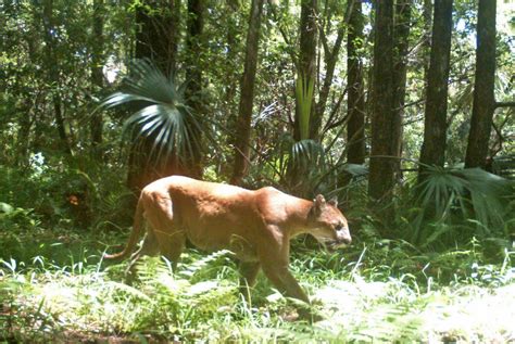 Panther Places - The Florida Panther