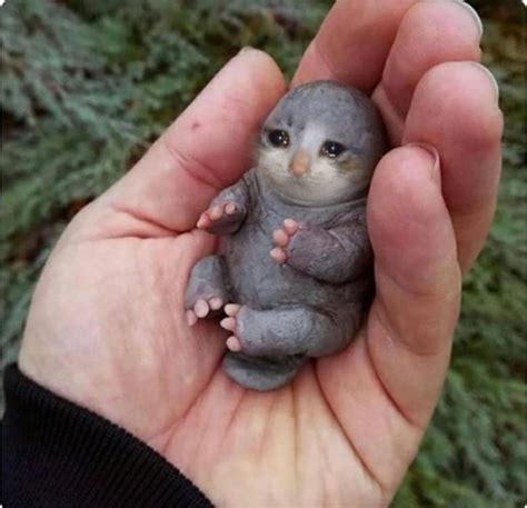 Little sad cat baby : r/sadcats