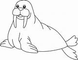 Walrus Coloring Pages sketch template